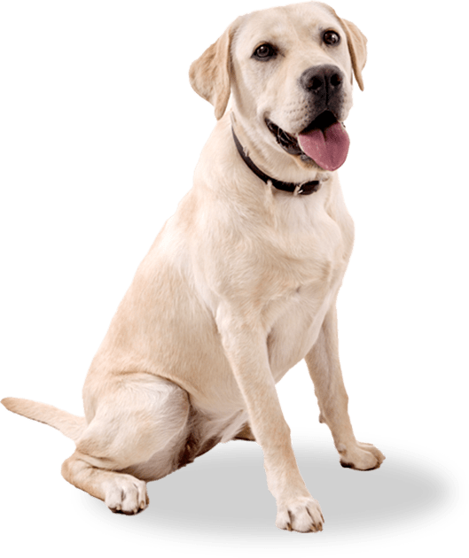 canine-nutrition-dog