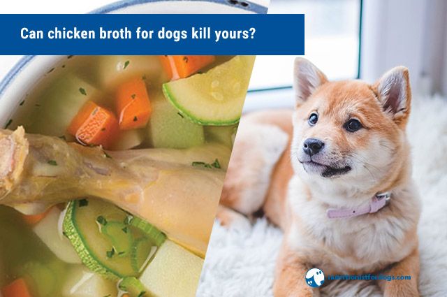 what kind of chicken broth is good for dogs