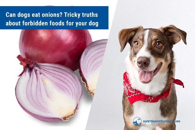 Are onions and shop garlic bad for dogs