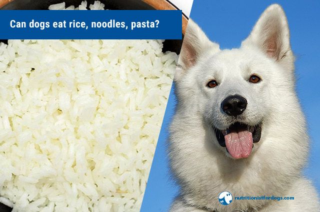 Dogs hotsell eat rice