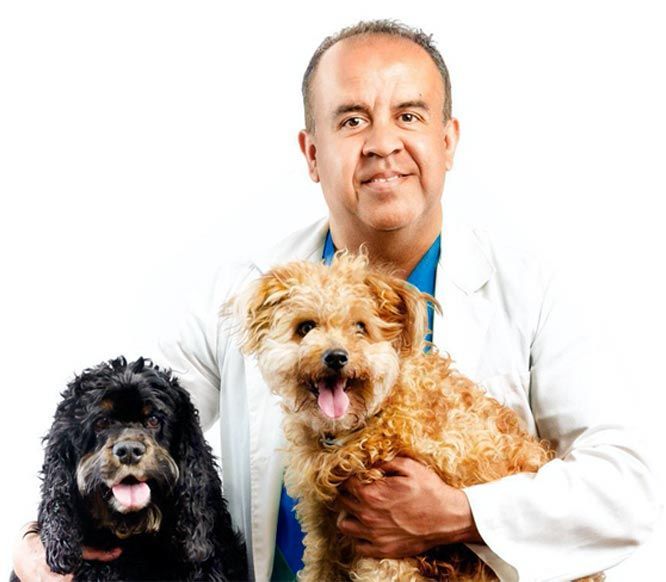 dog-nutritionist-expert-veterinarian