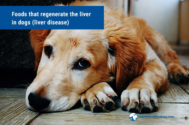 Diet for dogs with liver clearance problems